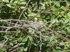 Setophaga coronata auduboni