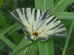 Iphiclides podalirius