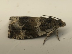 Olethreutes appendiceum