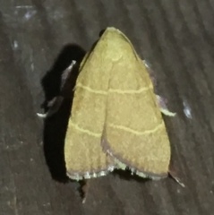 Parachma ochracealis