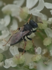 Oxybelus uniglumis