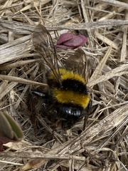 Bombus