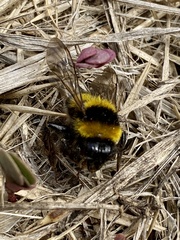 Bombus