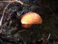 Tricholomopsis formosa