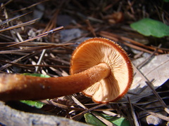 Tricholomopsis formosa