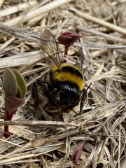 Bombus