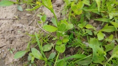 Rorippa sessiliflora