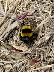 Bombus