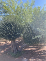Olea