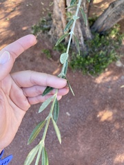 Olea