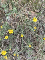 Heterotheca angustifolia
