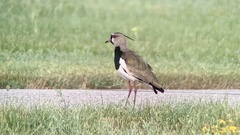 Vanellus chilensis cayennensis