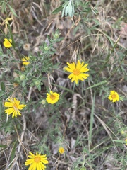 Heterotheca angustifolia