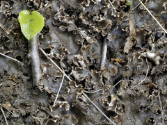 Peltigera elisabethae