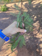 Prosopis