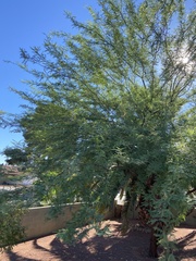 Prosopis
