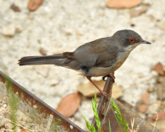 Curruca melanocephala
