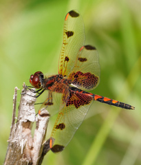 Celithemis elisa