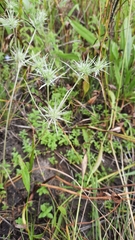 Eryngium petiolatum