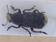 Platyrhinus resinosus