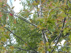 Leiothlypis peregrina