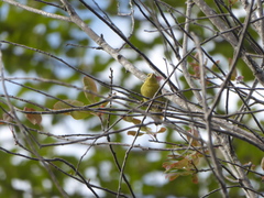 Leiothlypis peregrina