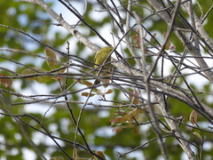 Leiothlypis peregrina