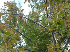 Leiothlypis peregrina