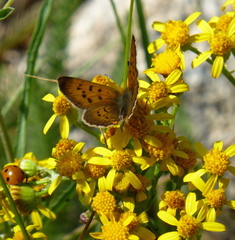 Tharsalea dorcas sangremar