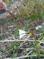 Tristagma