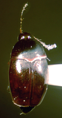Baeocera deflexa