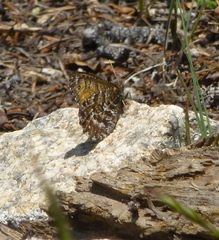 Oeneis chryxus