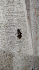 Nicrophorus quadrimaculatus