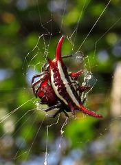 Gasteracantha versicolor