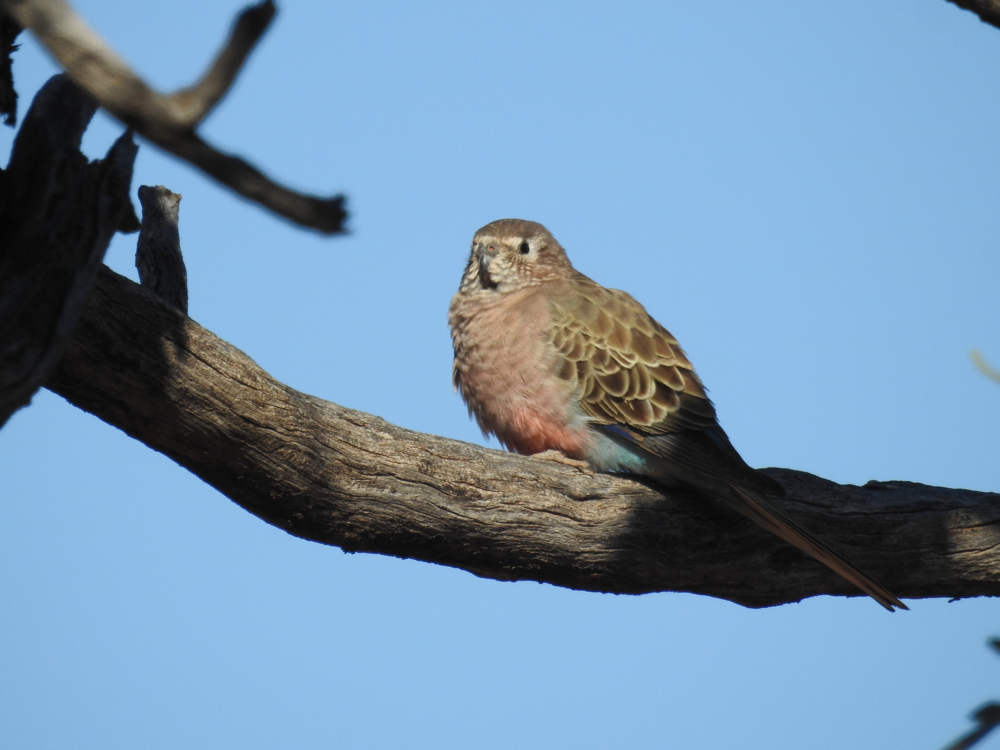 Bourke's Parrot (Neopsephotus bourkii)