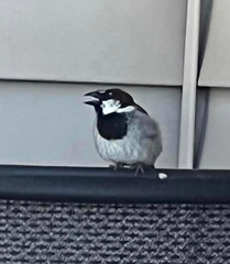 Passer domesticus