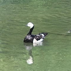 Branta leucopsis