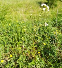 Dontostemon pinnatifidus