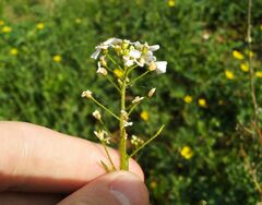 Dontostemon pinnatifidus