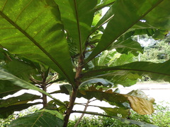 Campnosperma auriculatum