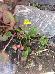 Ranunculus pygmaeus