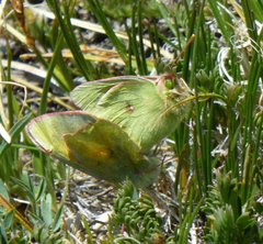 Colias meadii