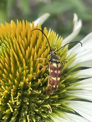 Typocerus velutinus