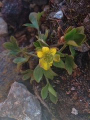 Ranunculus pygmaeus