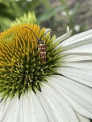 Typocerus velutinus