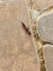 Parameropaederus lusitanicus