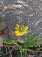 Ranunculus pygmaeus