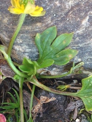 Ranunculus pygmaeus