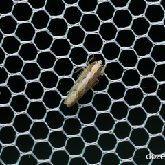 Scaphoideus kumamotonis