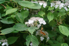 Hydrangea serrata